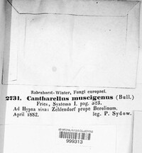 Arrhenia spathulata image